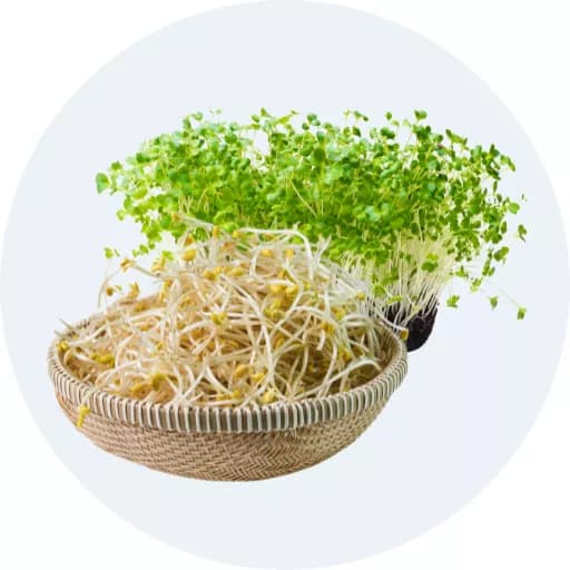 Giá sống, rau mầm