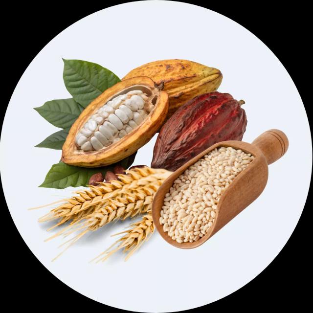 Cacao, lúa mạch