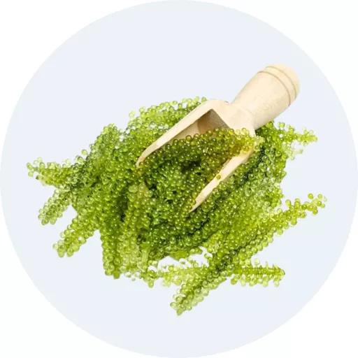 Rong biển nấu canh, rong nho