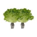 Combo 2 gói xà lách thuỷ tinh thuỷ canh 200gr (2 Gói)