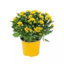 Chậu cúc Dalat Hasfarm (1 Chậu)