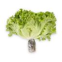 Xà lách Polo xanh thuỷ canh PTFARM cây 180 UP