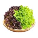 Xà lách thủy tinh mix xanh tím VietGAP PTFARM gói 200g (1 Gói)