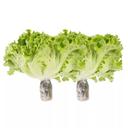 Combo 2 gói Xà lách lô lô thủy canh Vietgap/ Global Gap 200g (2 Gói)
