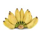 Chuối sứ nhánh 1.3KG (1 Nhánh)