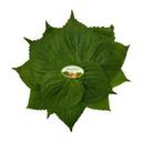 Lá vừng (lá mè) Global Gap 50g